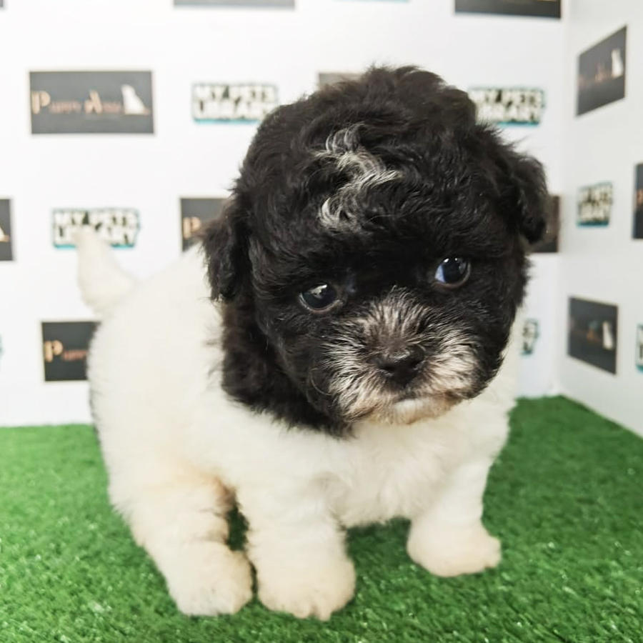 Shihpoo Puppy (Female) For Sale