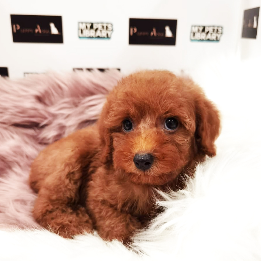 Miniature Poodle Puppy (Female) For Sale