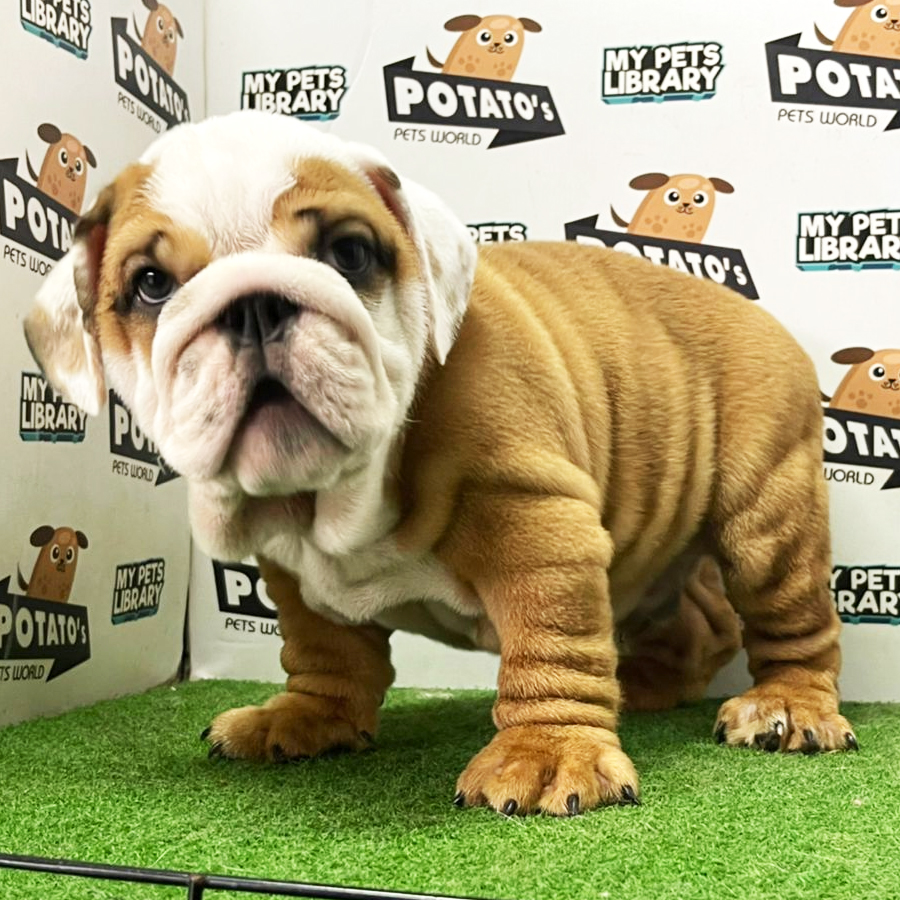 English Bulldog Puppy (Male) For Sale