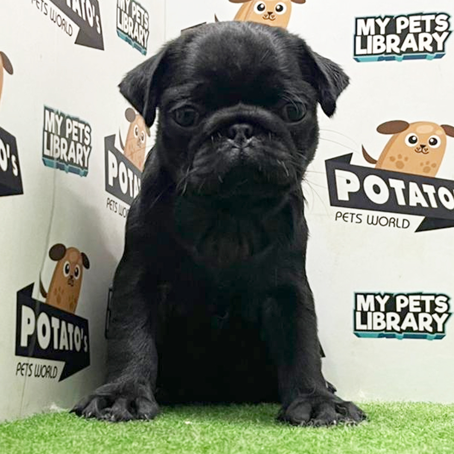 Pug Puppy (Female) For Sale