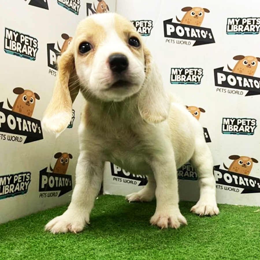 Beagle Puppy (Female) For Sale