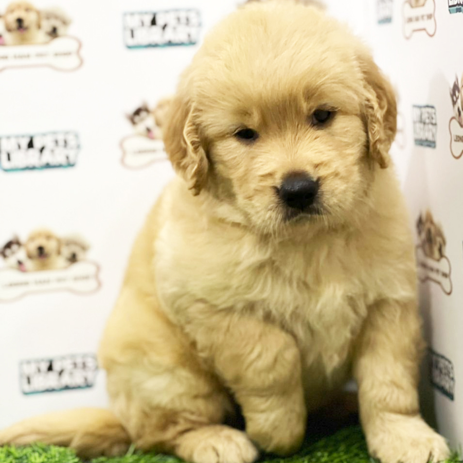 Golden Retriever Puppy (Male) For Sale