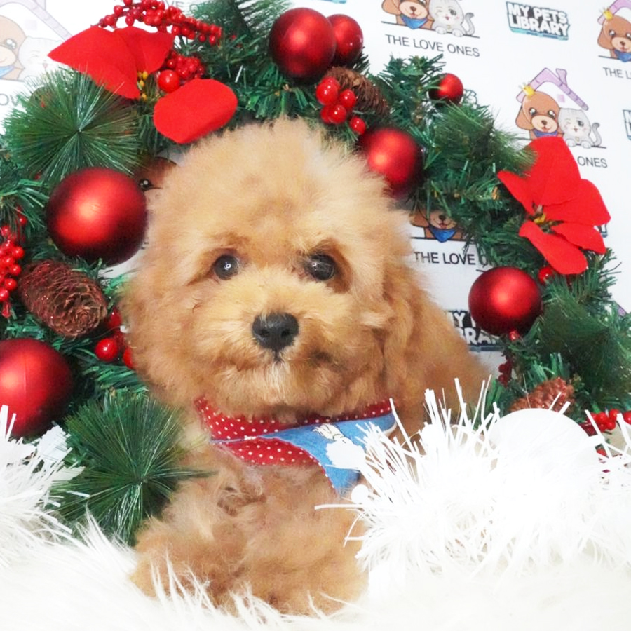 Toy Poodle Puppy (Male) For Sale