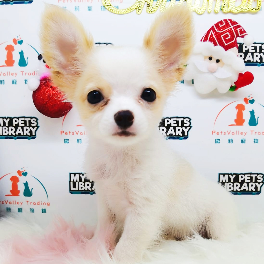 Chihuahua Puppy (Male) For Sale