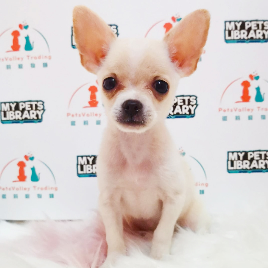 Chihuahua Puppy (Male) For Sale