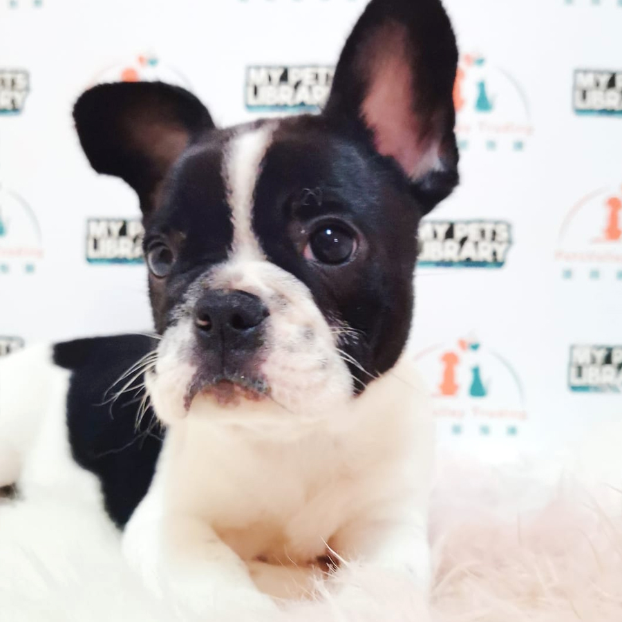 French Bulldog Puppy (Male) For Sale