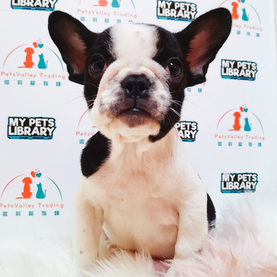 French Bulldog Puppy (Female) For Sale