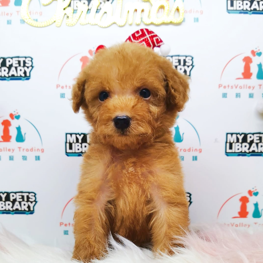 Toy Poodle Puppy (Male) For Sale