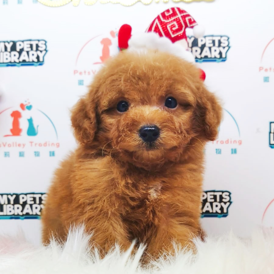 Toy Poodle Puppy (Male) For Sale