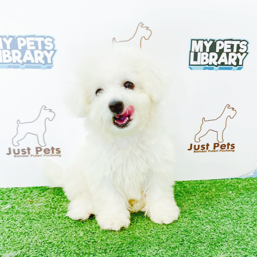 Taiwan Imported Bichon Puppy (Male) For Sale