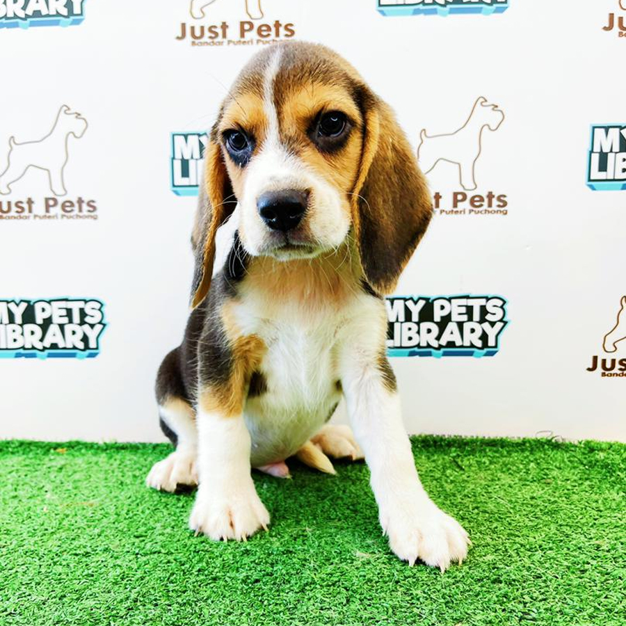 MKA Beagle Puppy (Male) For Sale