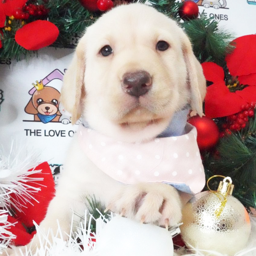 Labrador Puppy (Female) For Sale