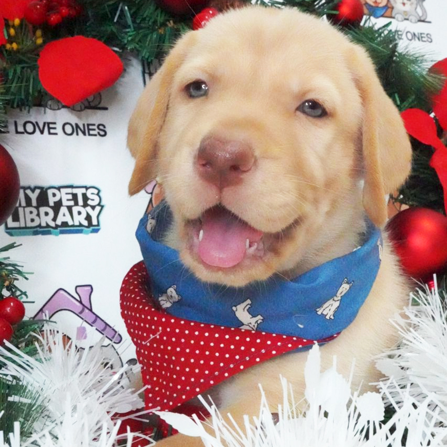 Labrador Puppy (Female) For Sale
