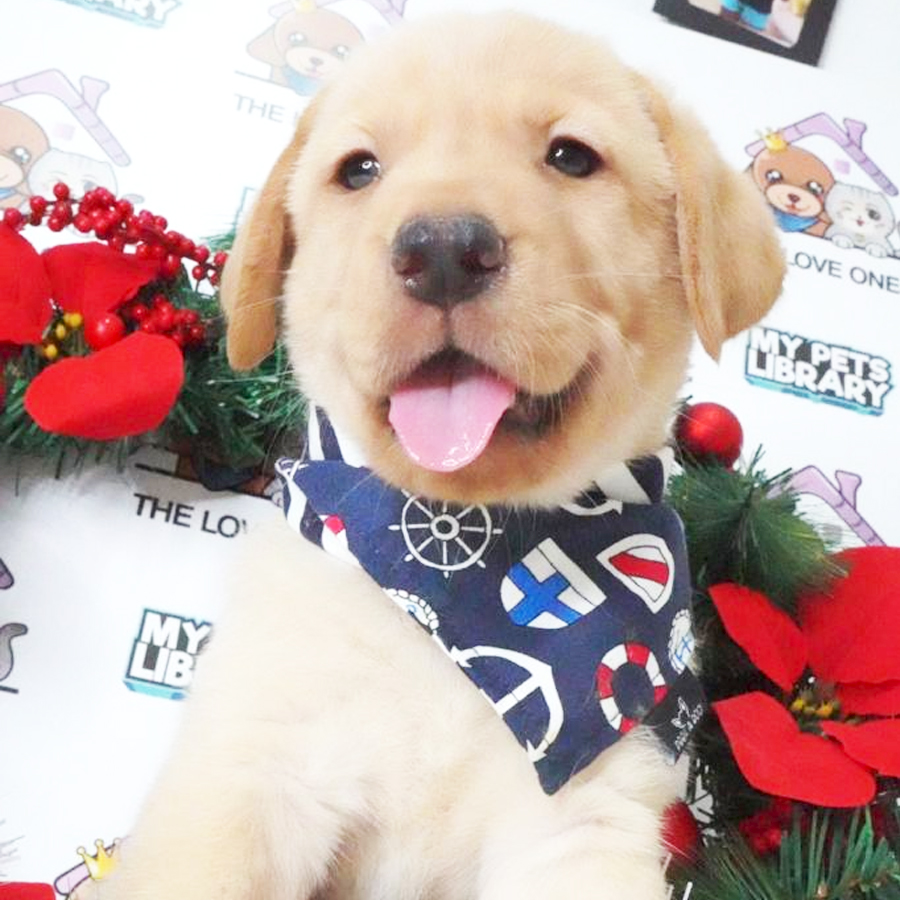 Labrador Puppy (Male) For Sale