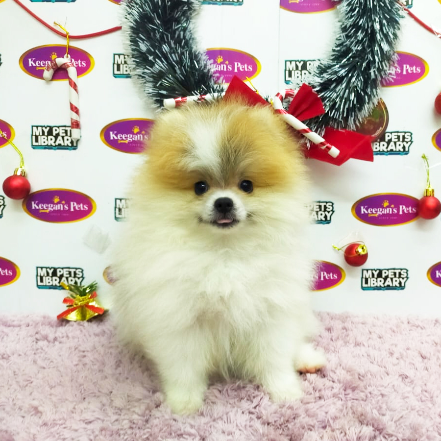 MKA Pomeranian Puppy (Male) For Sale