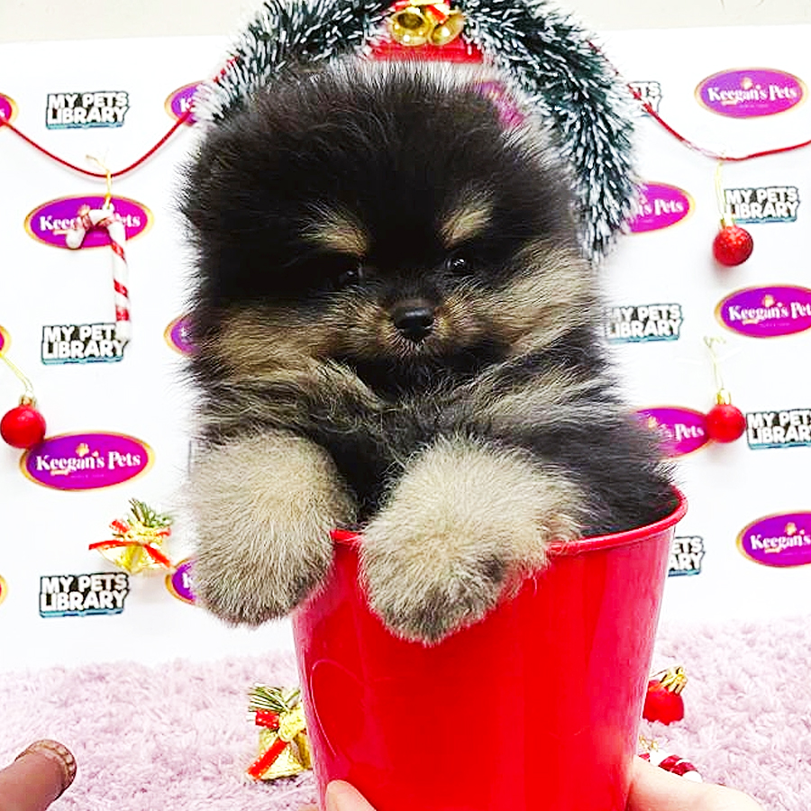 MKA Pomeranian Puppy (Female) For Sale