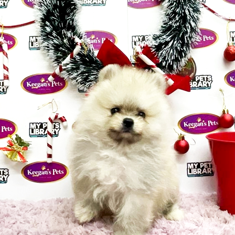 MKA Pomeranian Puppy (Male) For Sale