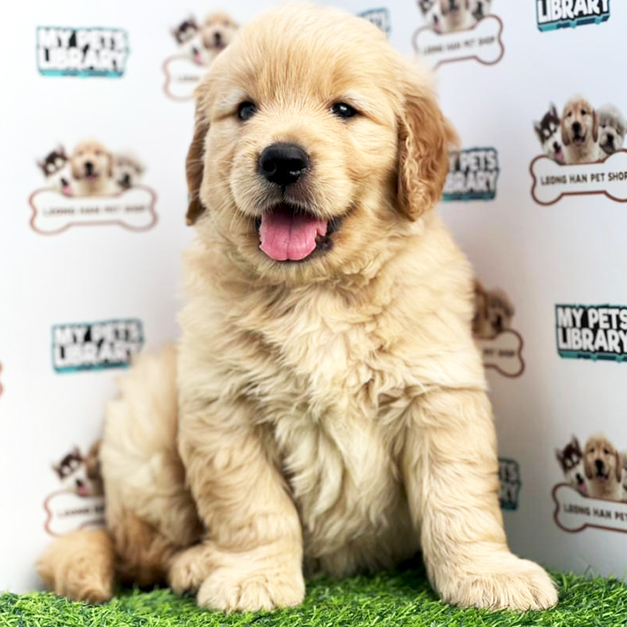 Golden Retriever Puppy (Male) For Sale