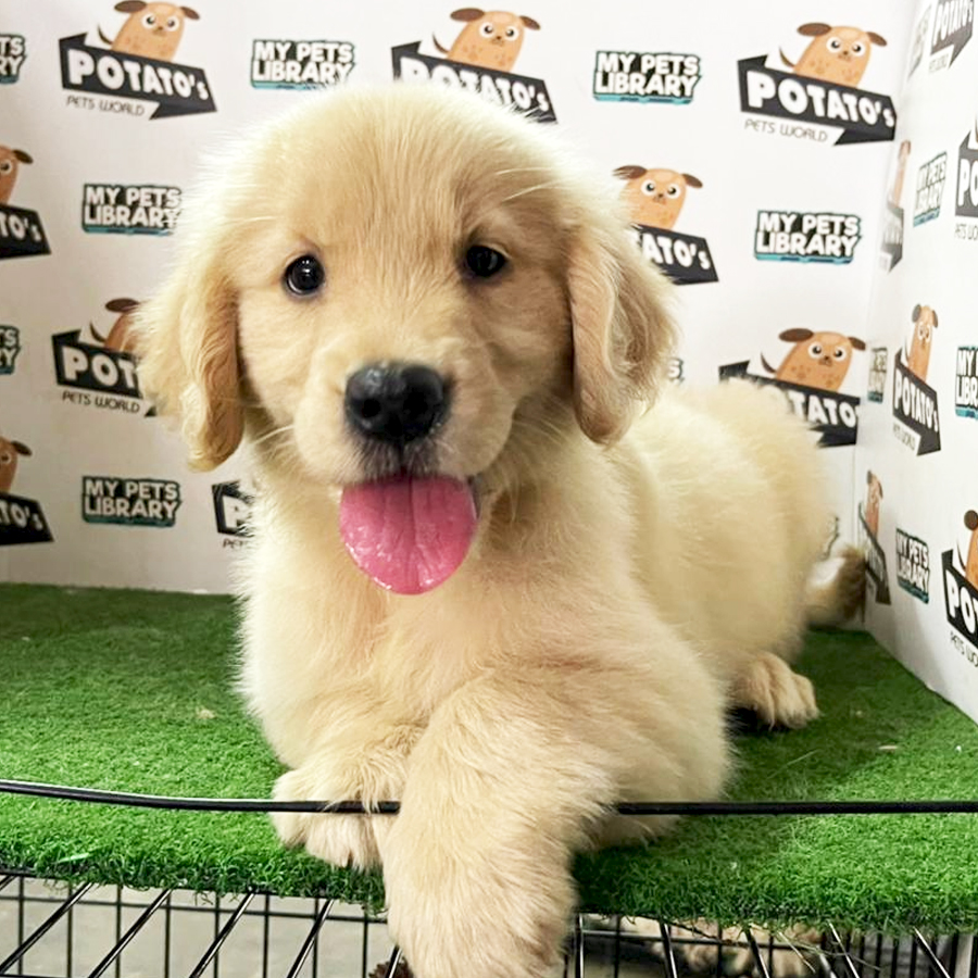 Golden Retriever Puppy (Female) For Sale