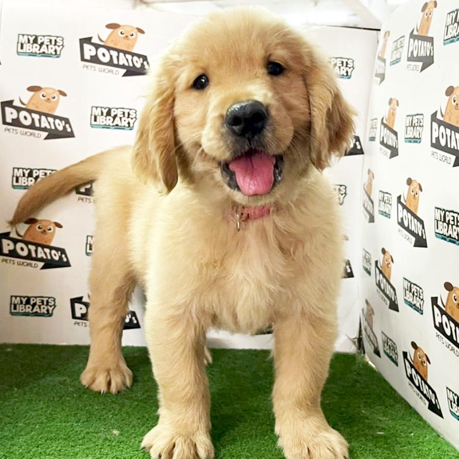 Golden Retriever Puppy (Female) For Sale