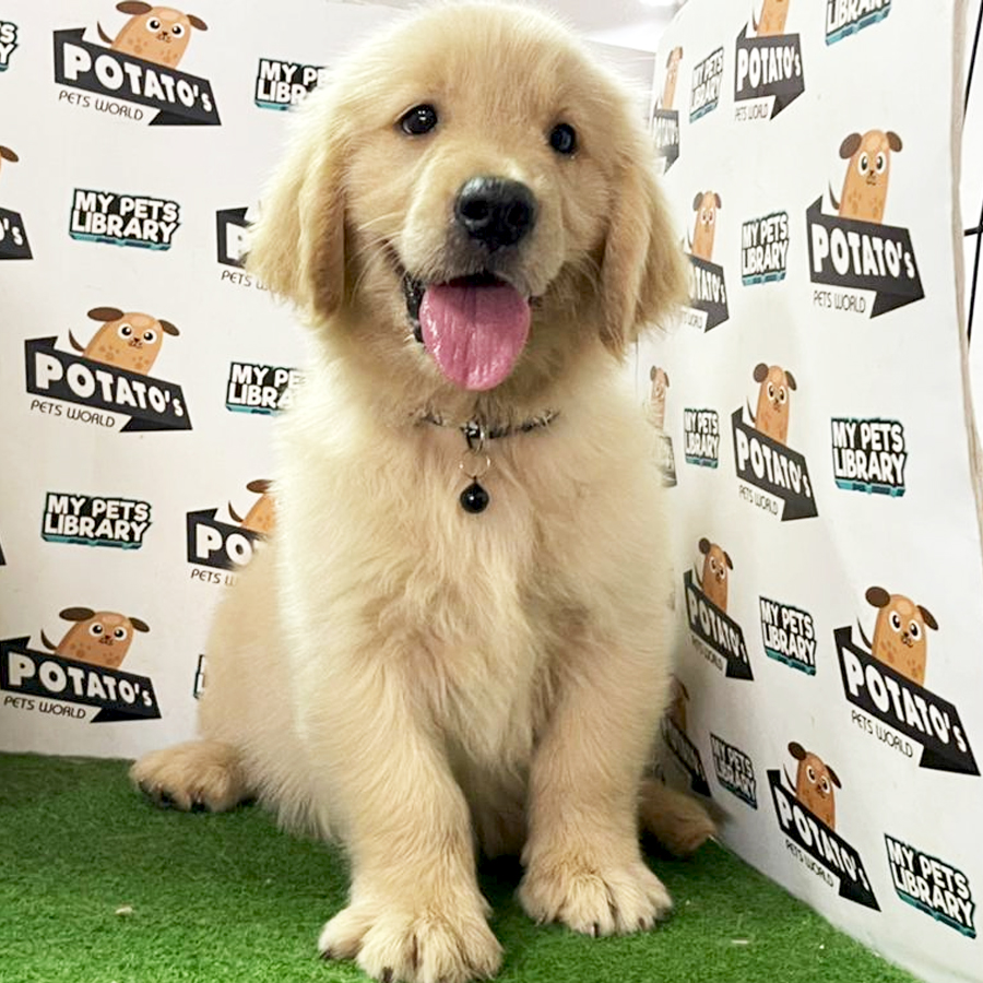Golden Retriever Puppy (Male) For Sale