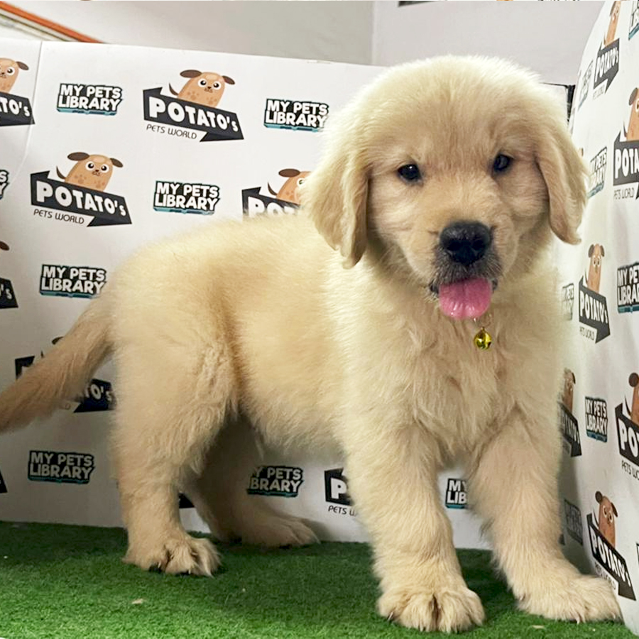 Golden Retriever Puppy (Male) For Sale