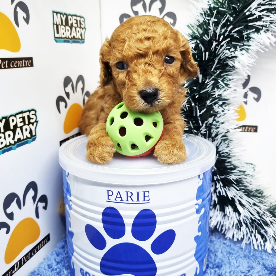 Toy Poodle Puppy (Male) For Sale