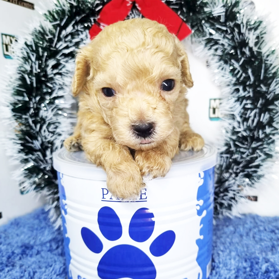 Toy Poodle Puppy (Male) For Sale