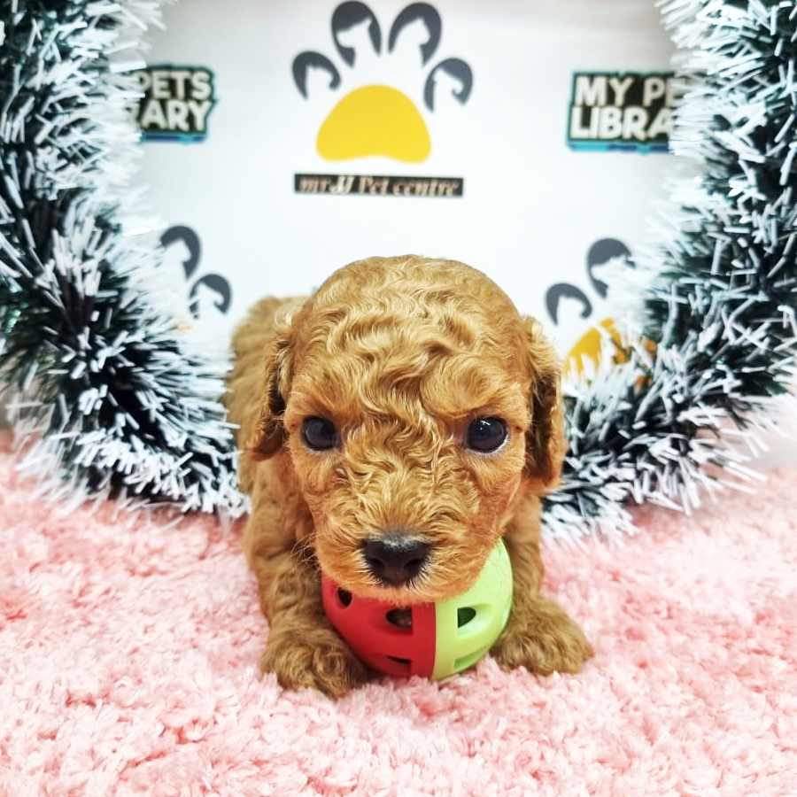 Toy Poodle Puppy (Female) For Sale