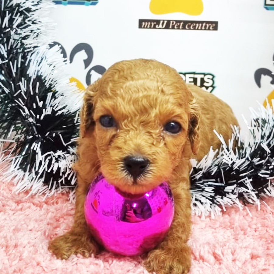 Toy Poodle Puppy (Female) For Sale