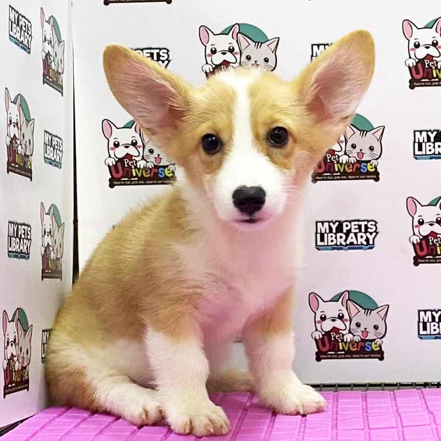 Corgi Puppy (Female) For Sale