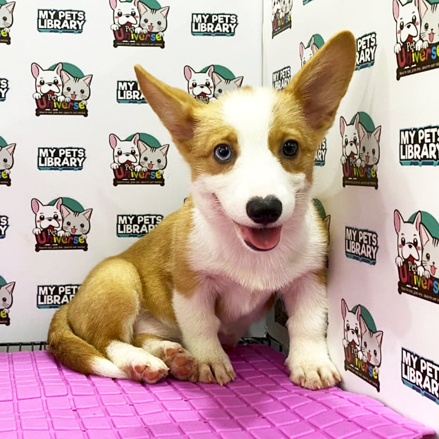 Corgi Puppy (Female) For Sale