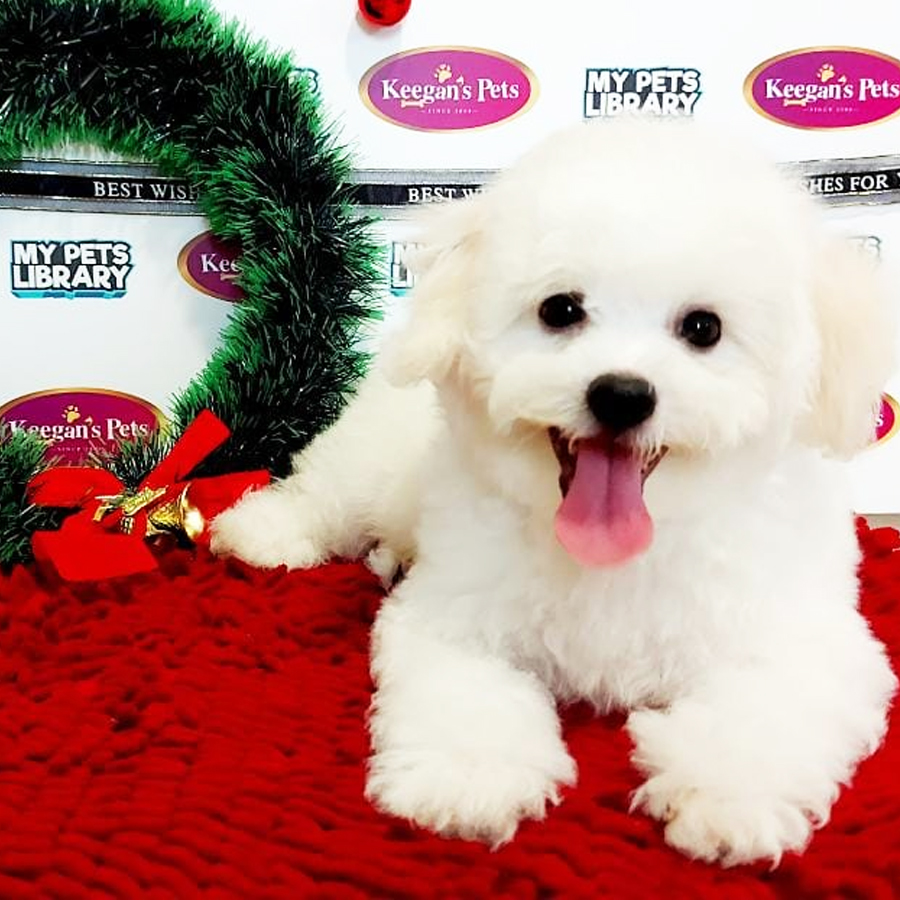 MKA Bichon Frise Puppy (Female) For Sale