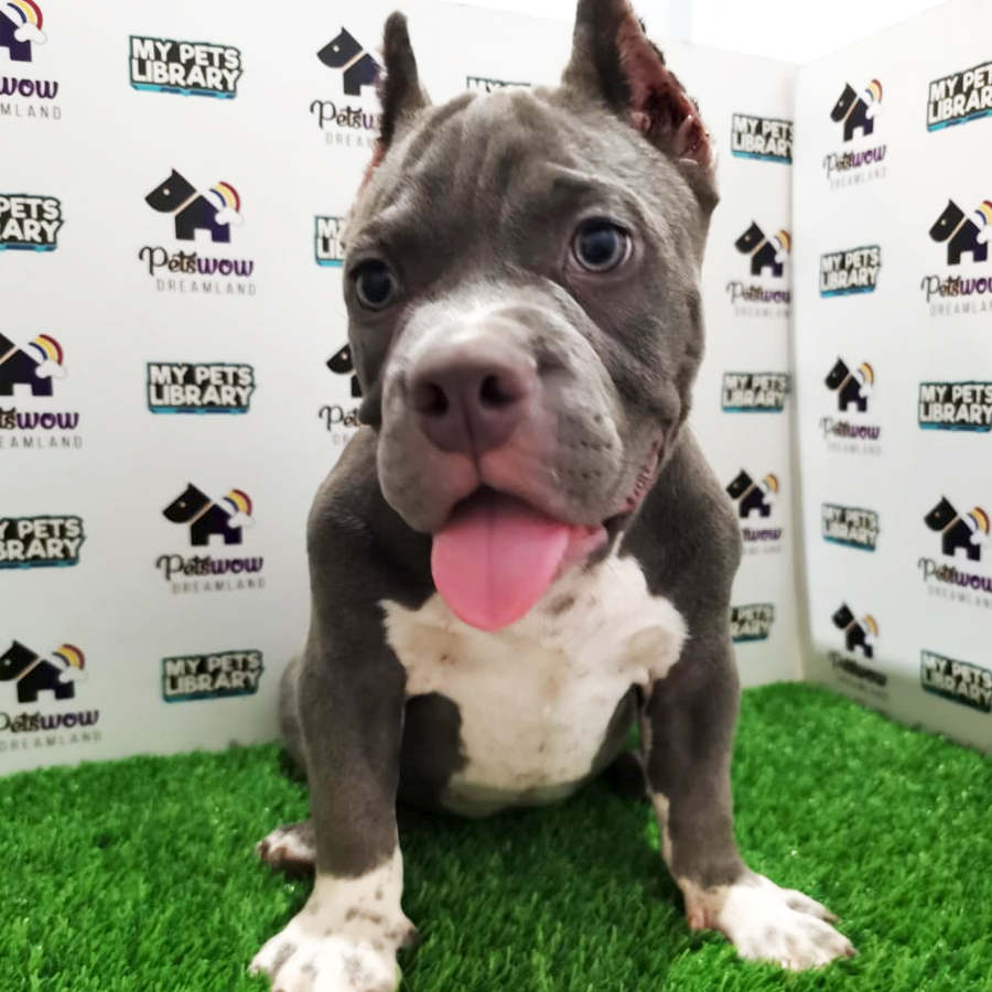 American Bully Puppy (Male) For Sale