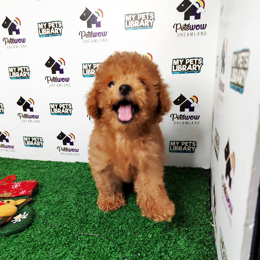 Toy Poodle Puppy (Male) For Sale