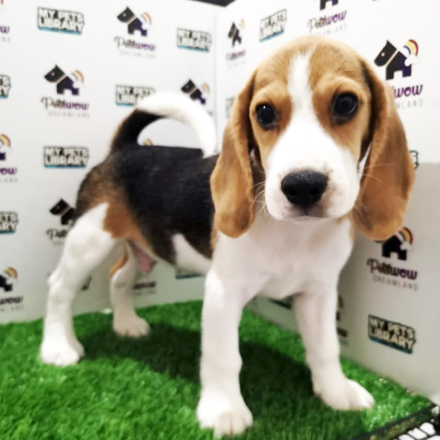 Beagle Puppy (Male) For Sale