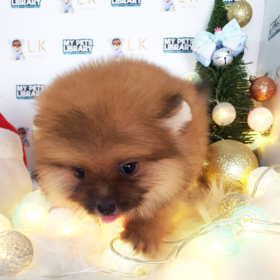 Pomeranian Puppy (Female) For Sale