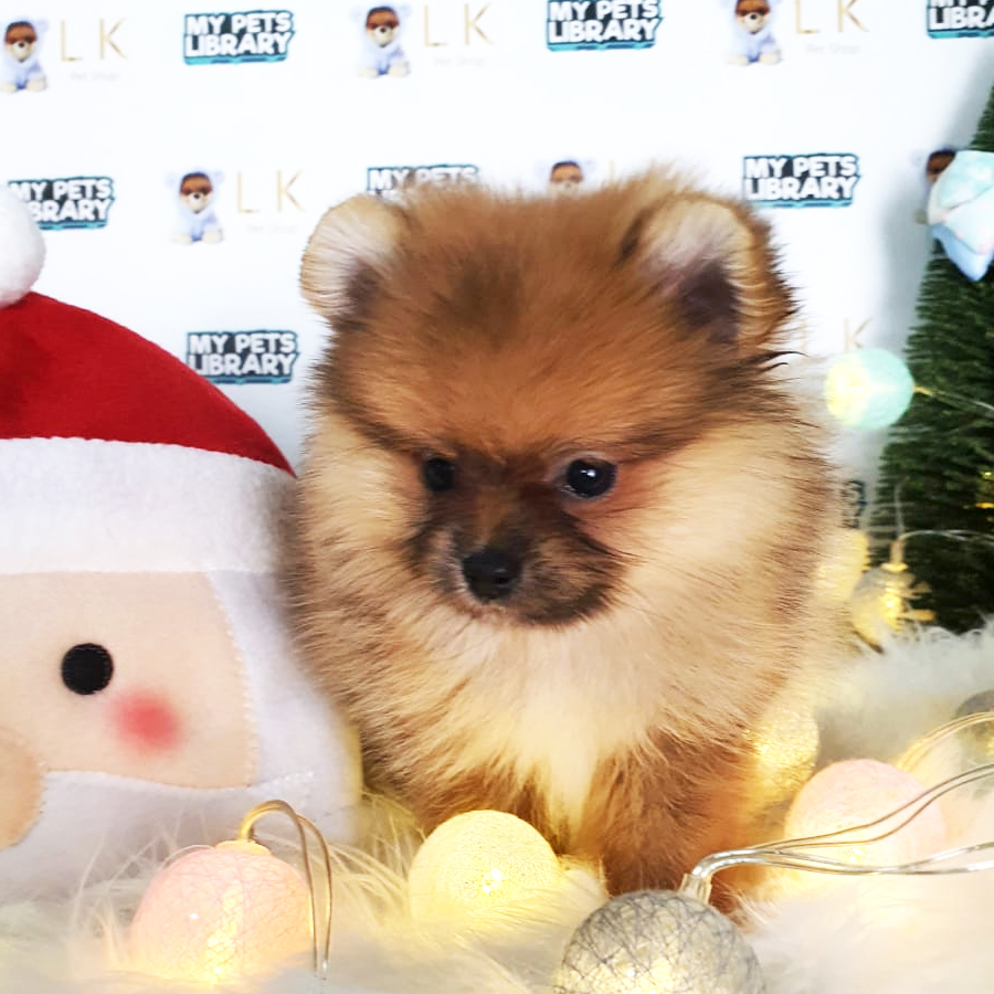Pomeranian Puppy (Female) For Sale