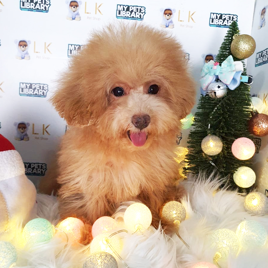 Toy Poodle Puppy (Female) For Sale