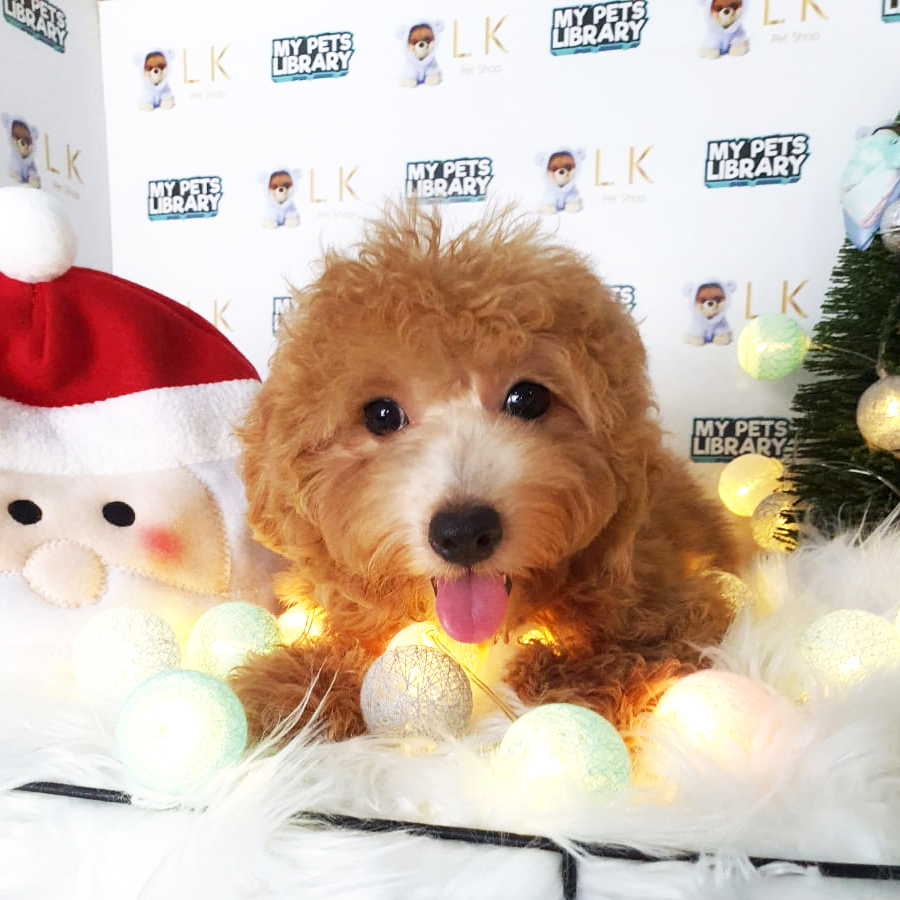 Toy Poodle Puppy (Female) For Sale