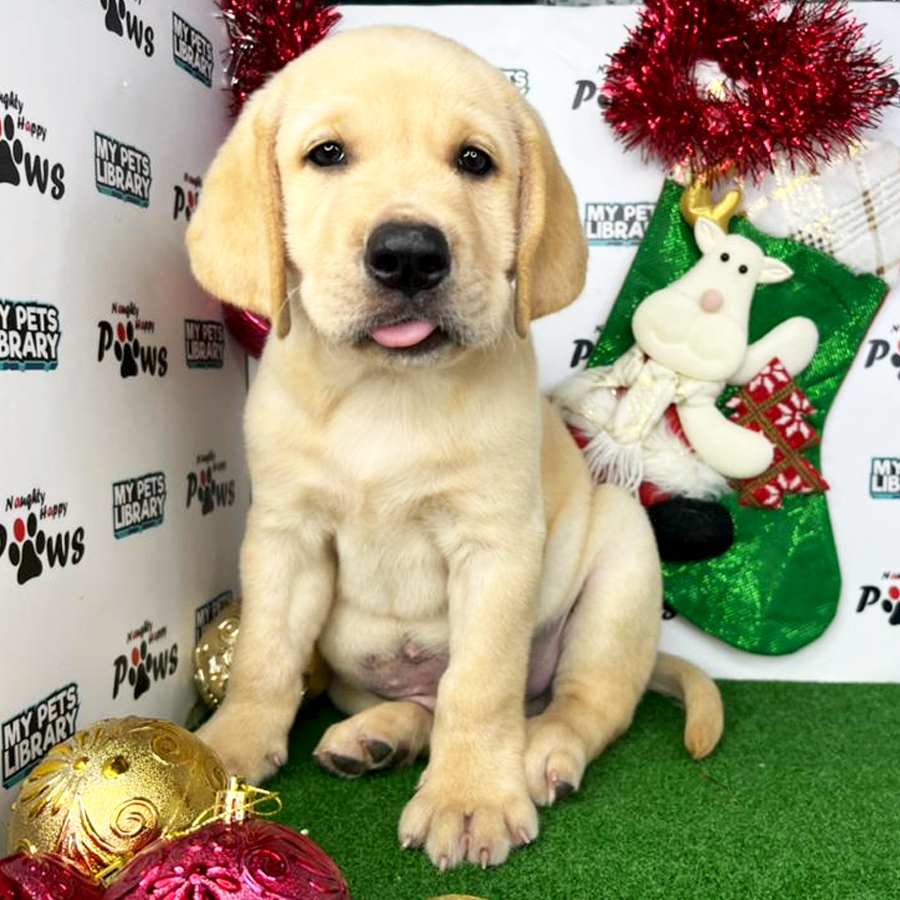 Labrador Retriever Puppy (Male) For Sale