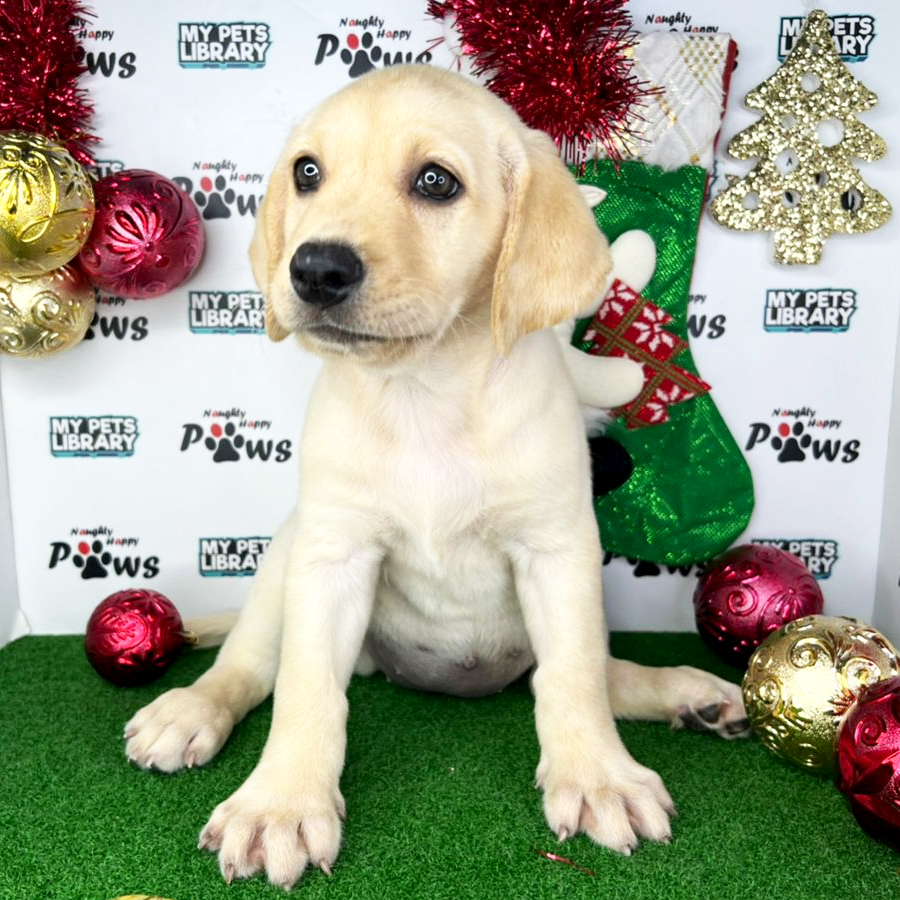 Labrador Retriever Puppy (Female) For Sale
