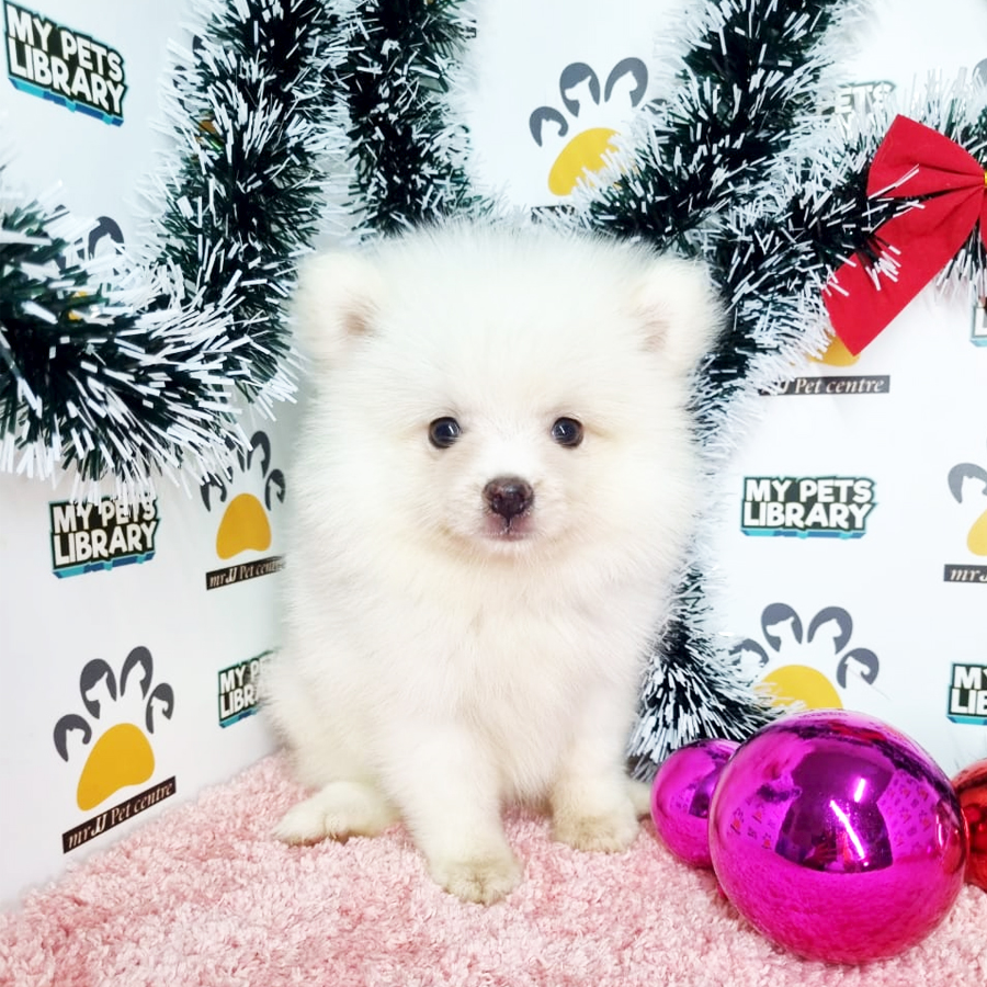 Pomeranian Puppy (Female) For Sale