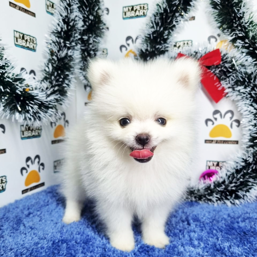 Pomeranian Puppy (Male) For Sale