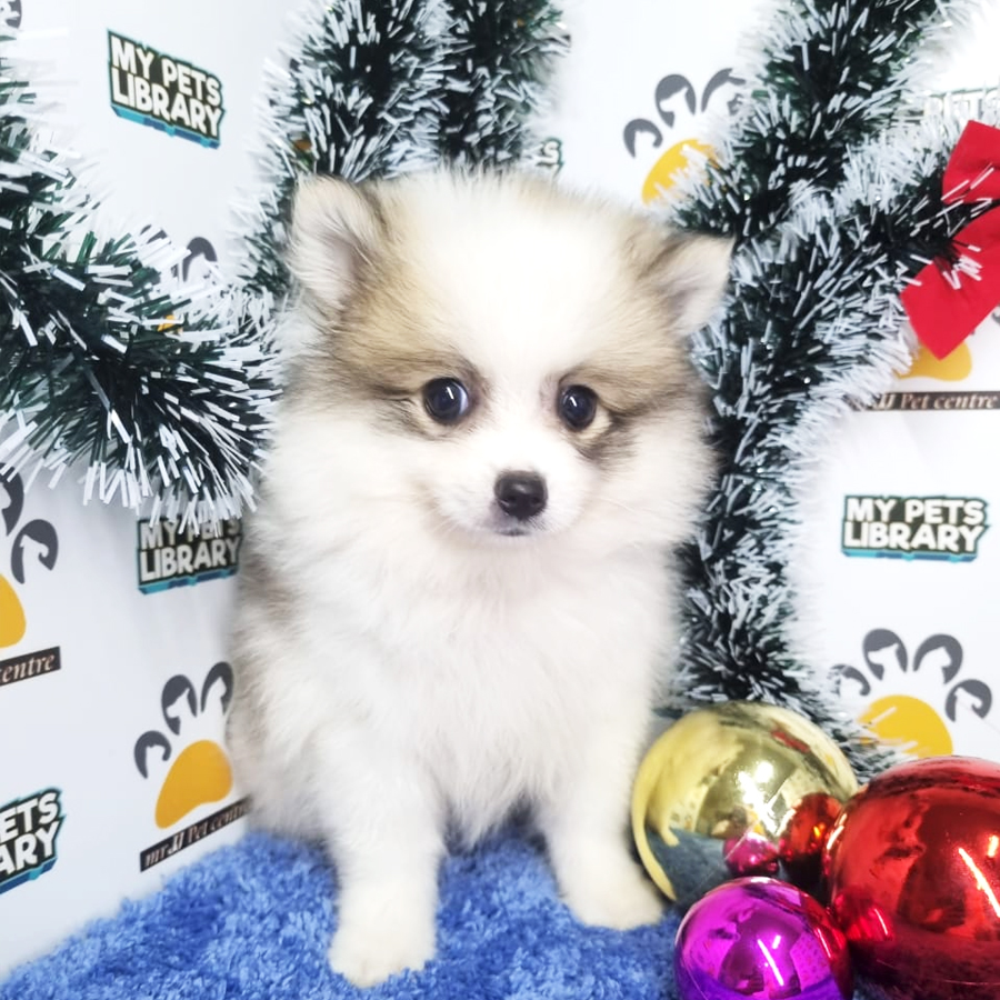 Pomeranian Puppy (Male) For Sale