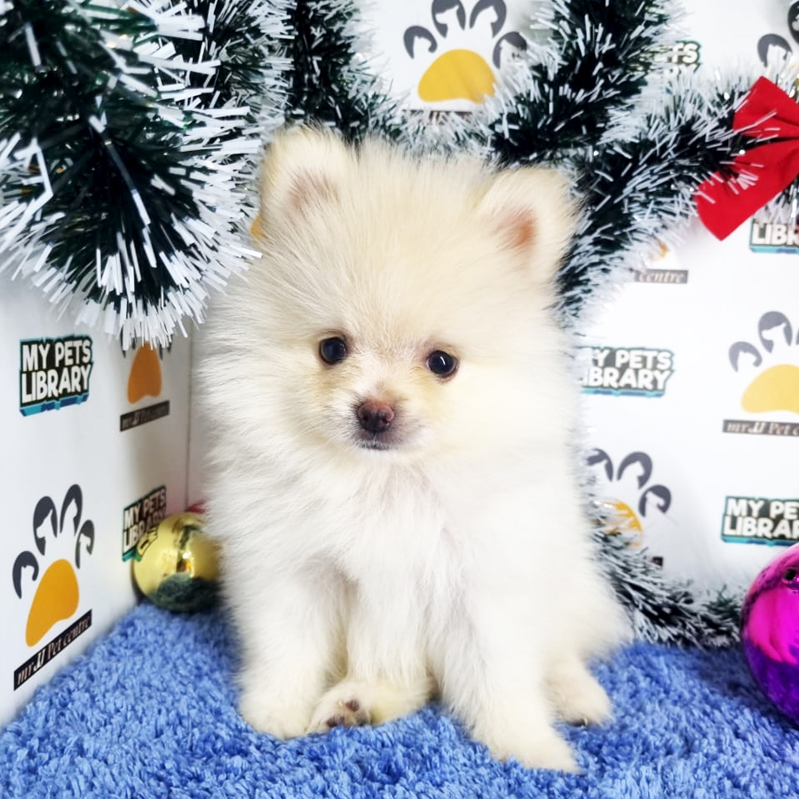 Pomeranian Puppy (Male) For Sale