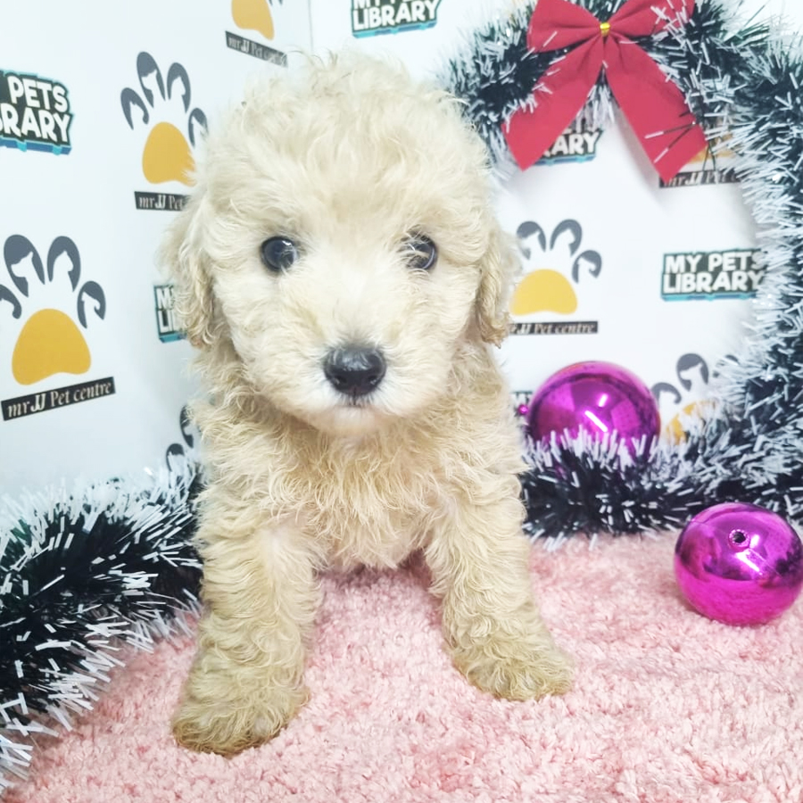 Toy Poodle Puppy (Female) For Sale