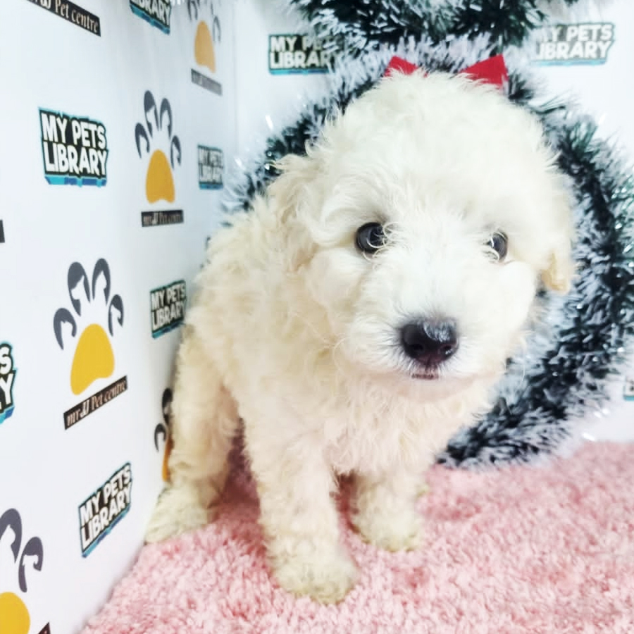 Toy Poodle Puppy (Female) For Sale