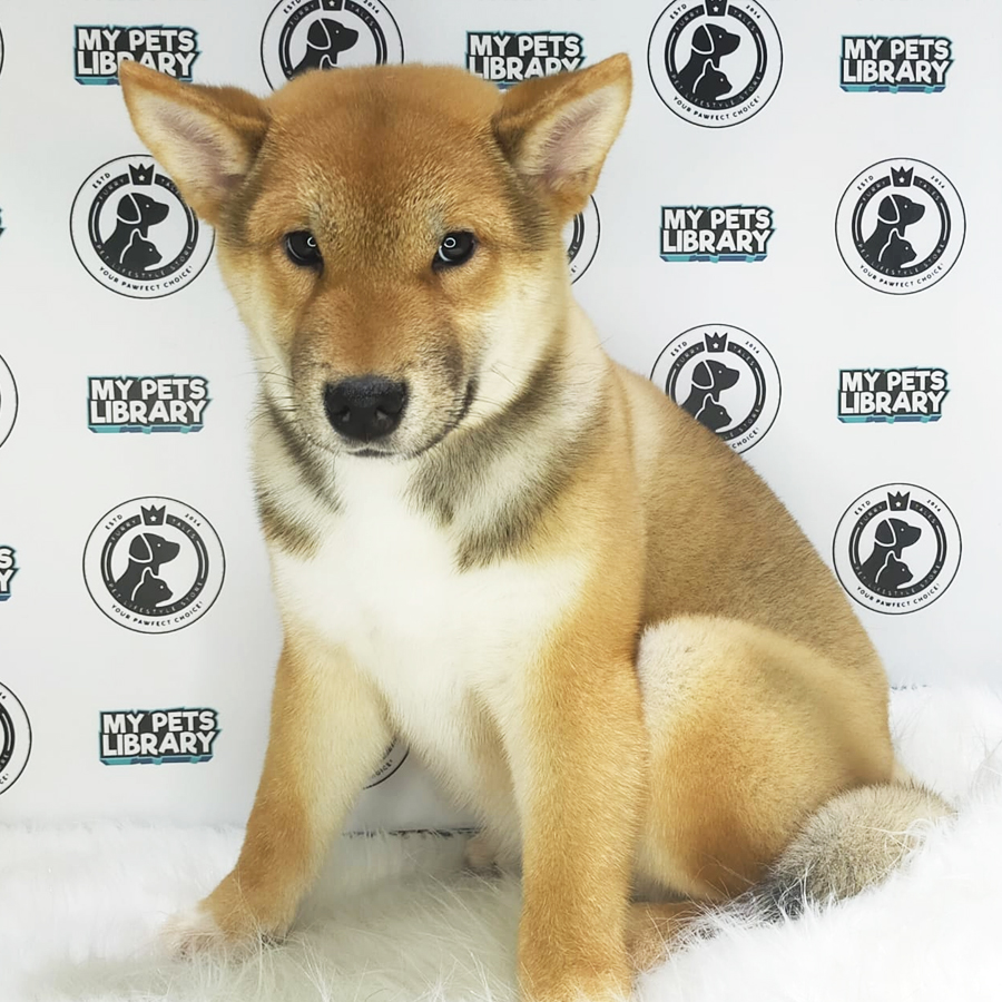 MKA Shiba Inu Puppy (Male) For Sale