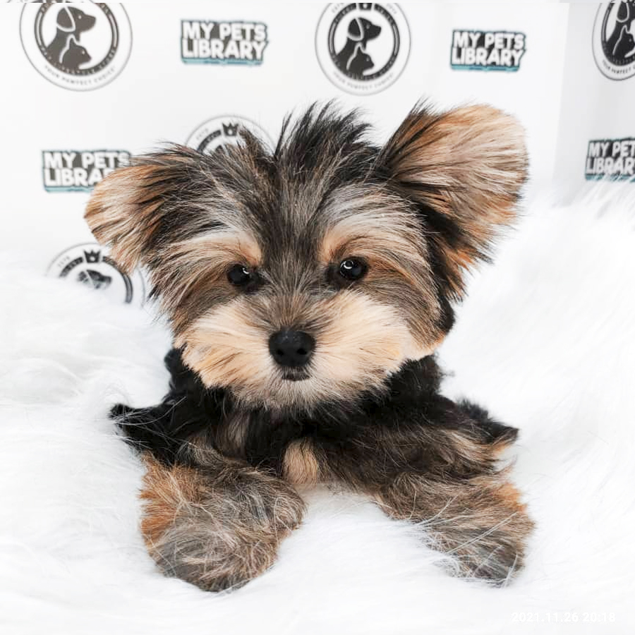 MKA Yorkshire Terrier Puppy (Female) For Sale